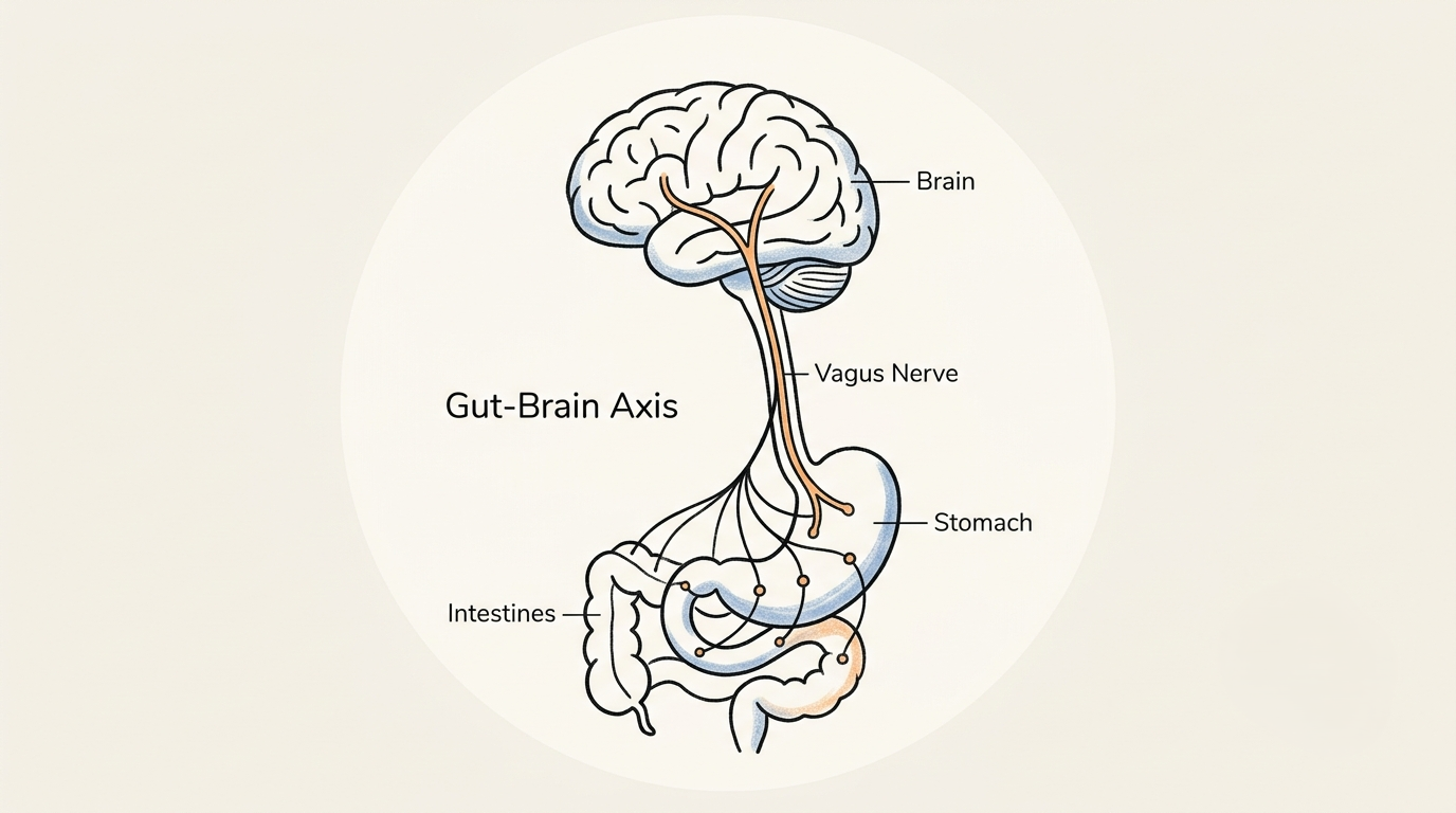 Gut Health- Stomach Ulcer