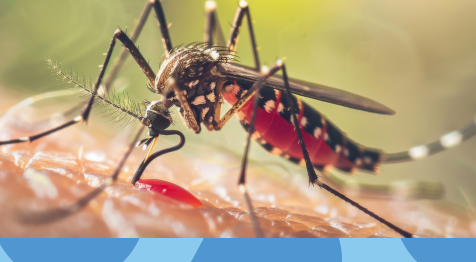 Paludisme au Sénégal : 7 symptômes d’alerte à reconnaître